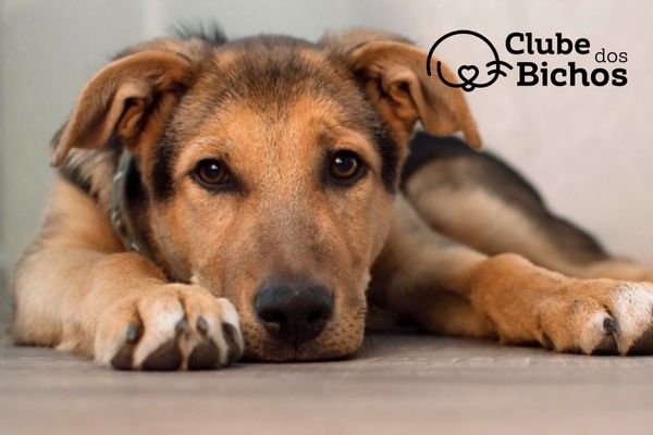 cachorro filhote tricolor com a pelagem preta e rosto marrom, deitado no chão olhando para o leitor com um olhar triste, como se estivesse doente com a parvovirose canina