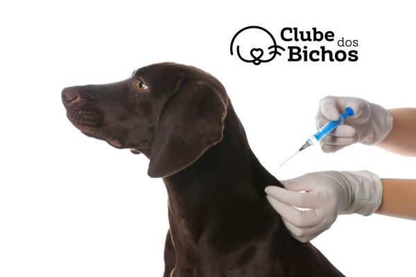 cachorro de cor marrom escuro aguardando o momento da vacinação. duas mãos com luvas segurando uma seringa com conteúdo transparente (vacina v10 para cacahorro).