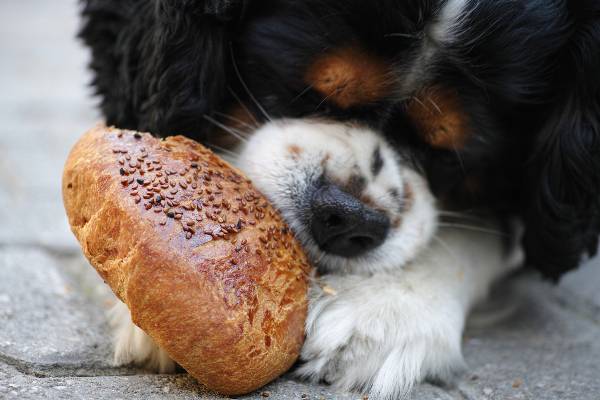 cachorro segurando um pão com as patas e comendo.