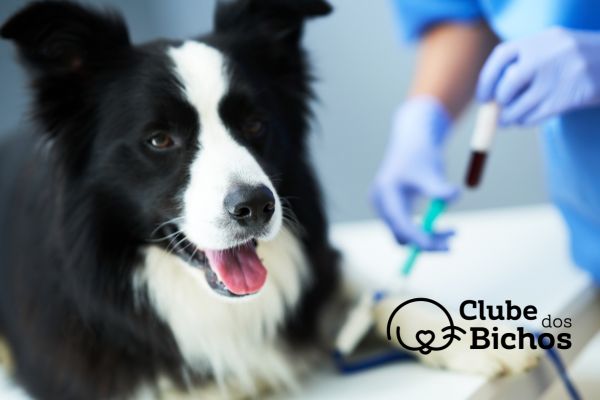 cachorro preto e branco olhando para o leitor. Ao fundo, técnico da clinica veterinária faz a coleta de sangue do cachorro.